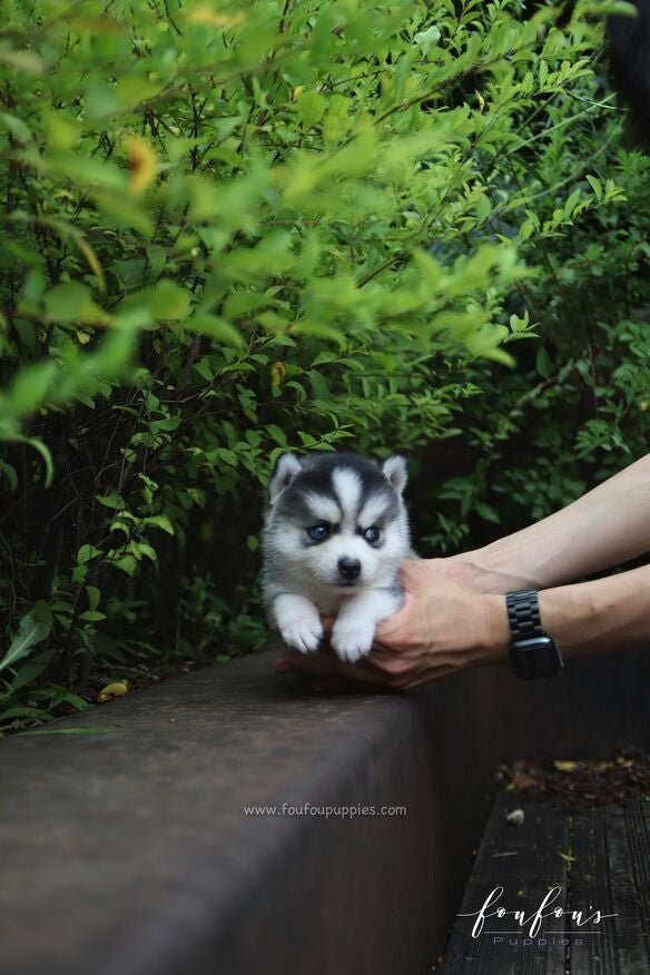 Bali - Pomsky F.