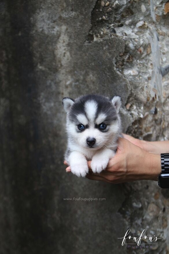 Bali - Pomsky F.