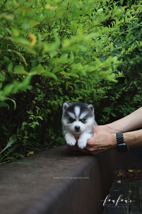 Bali - Pomsky F.