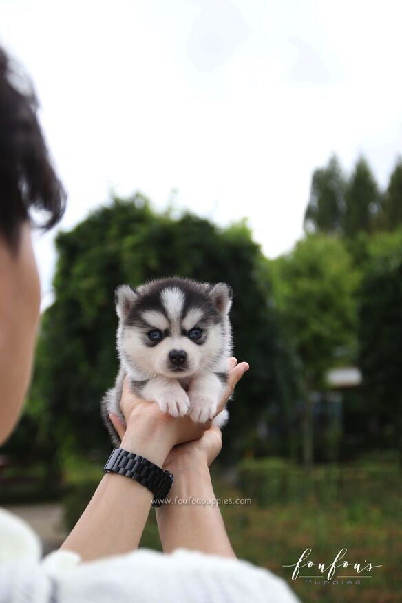 Bali - Pomsky F.