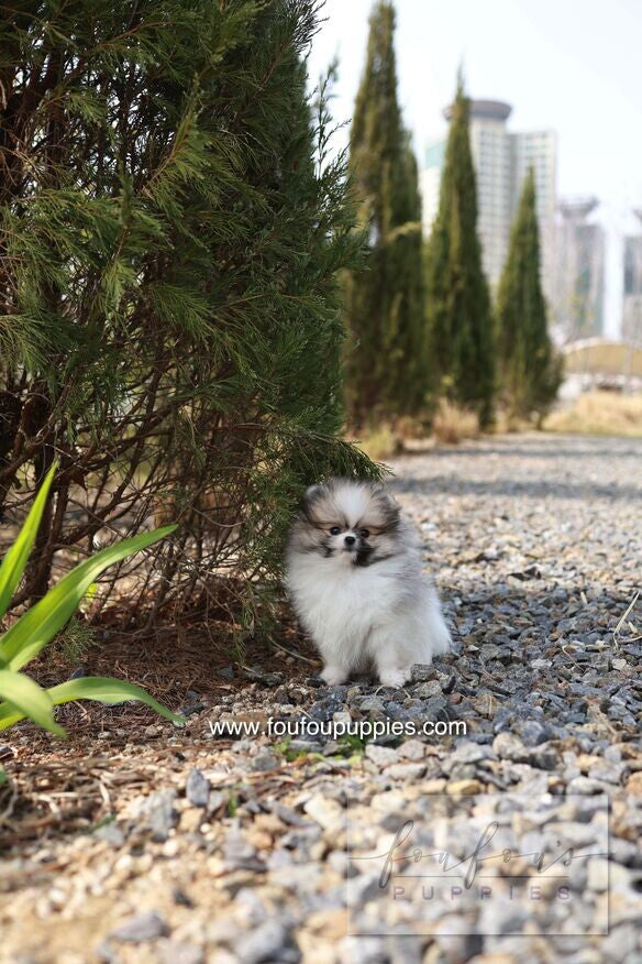 Bambi - Pomeranian F.