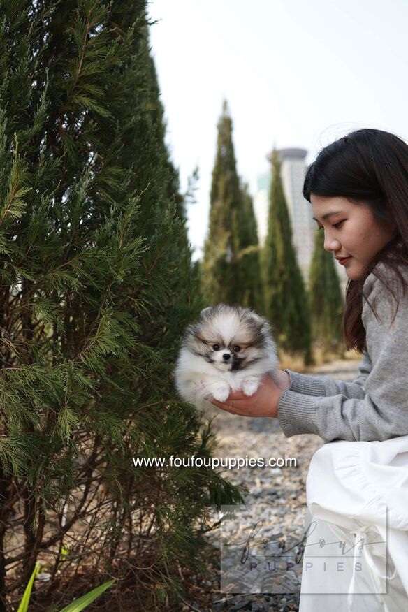 Bambi - Pomeranian F.
