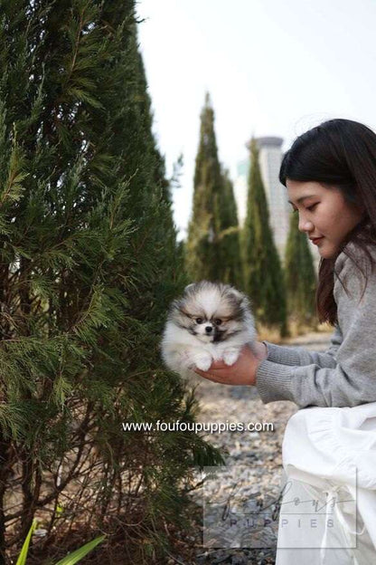 Bambi - Pomeranian F.