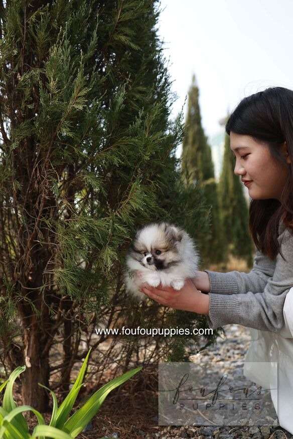 Bambi - Pomeranian F.