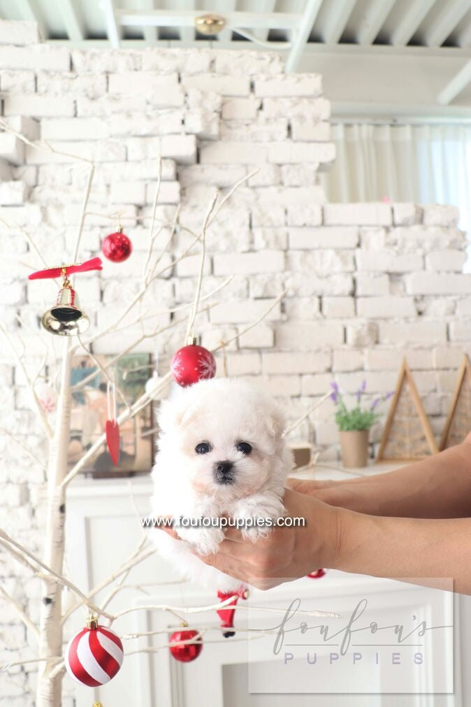 BeBe - Bichon Frisé