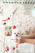 BeBe - Bichon Frisé
