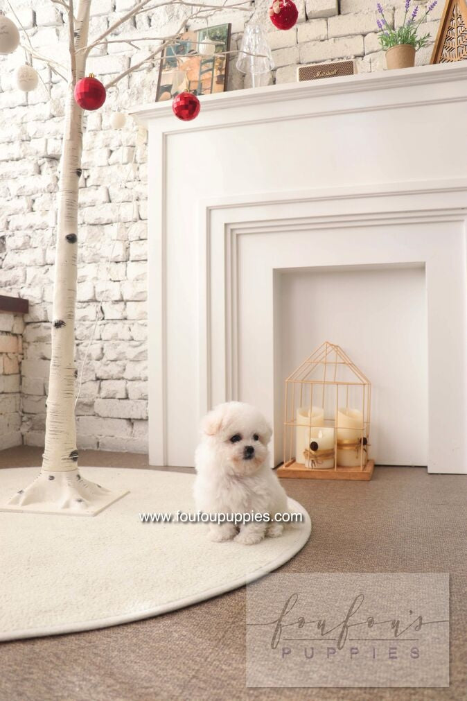 BeBe - Bichon Frisé F.