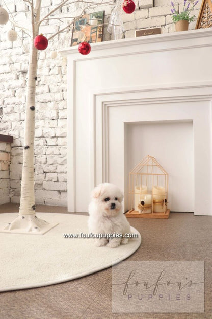 BeBe - Bichon Frisé F.