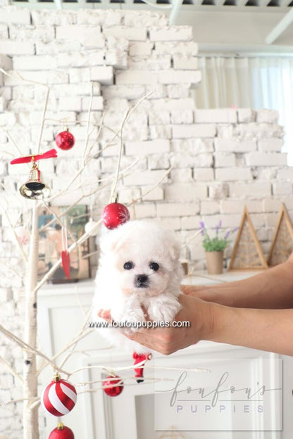 BeBe - Bichon Frisé F.