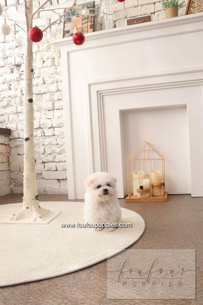 BeBe - Bichon Frisé F.
