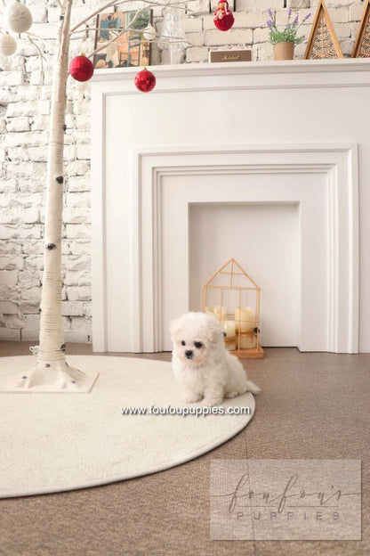 BeBe - Bichon Frisé F.