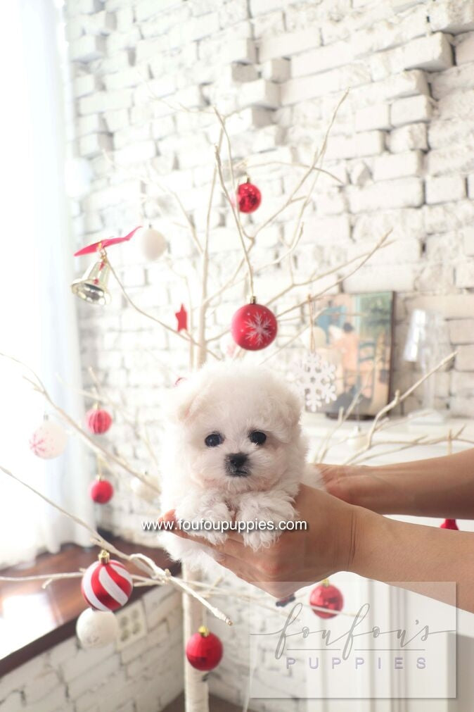 BeBe - Bichon Frisé F.