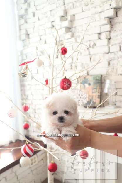 BeBe - Bichon Frisé F.
