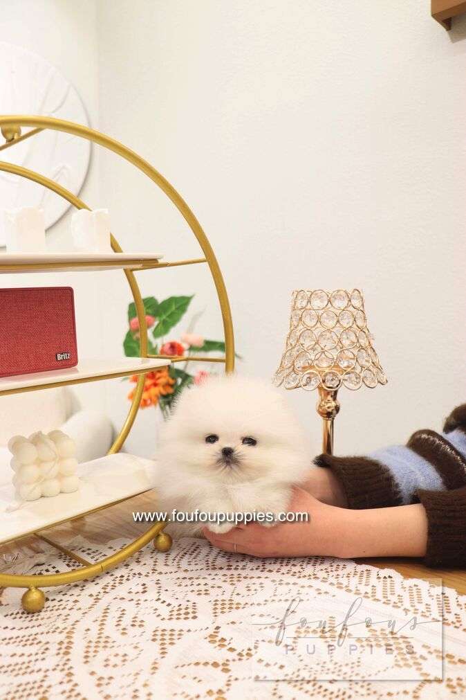 Benny - Pomeranian M.