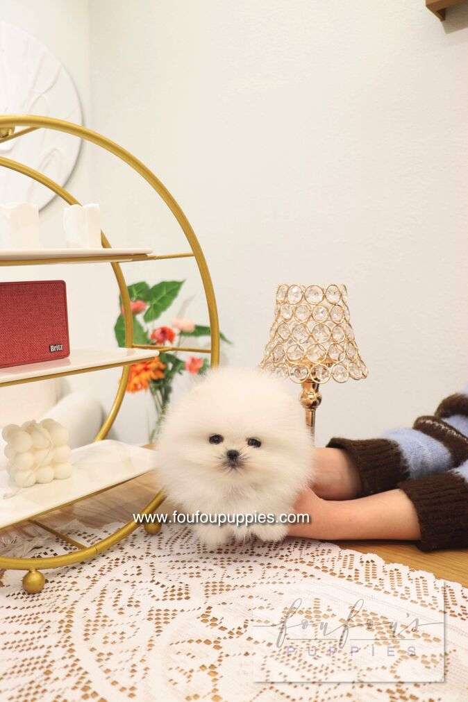 Benny - Pomeranian M.