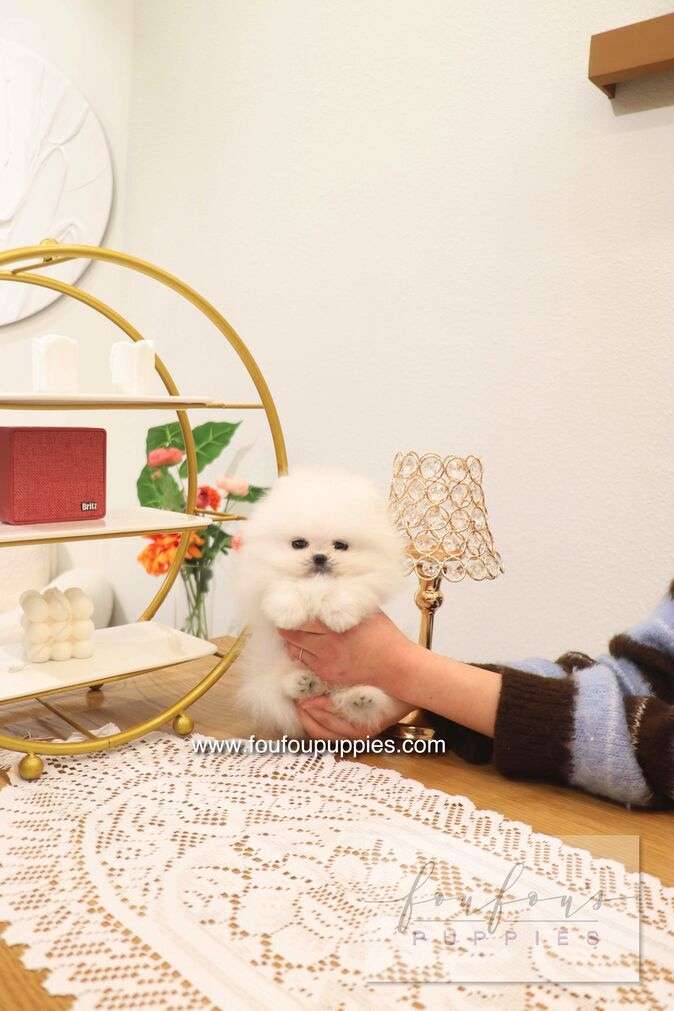 Benny - Pomeranian