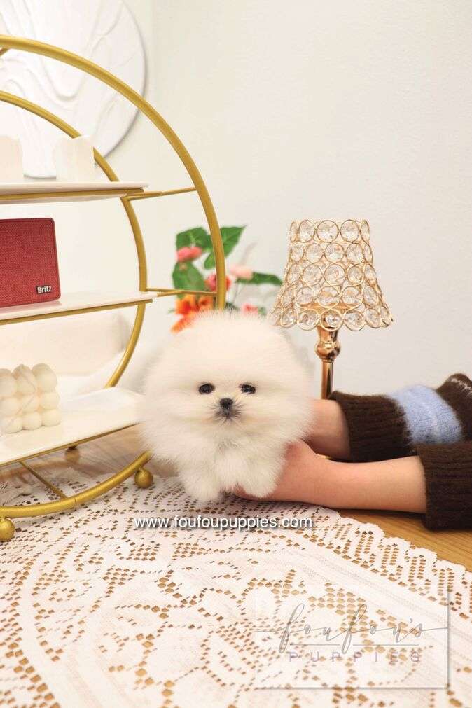 Benny - Pomeranian M.