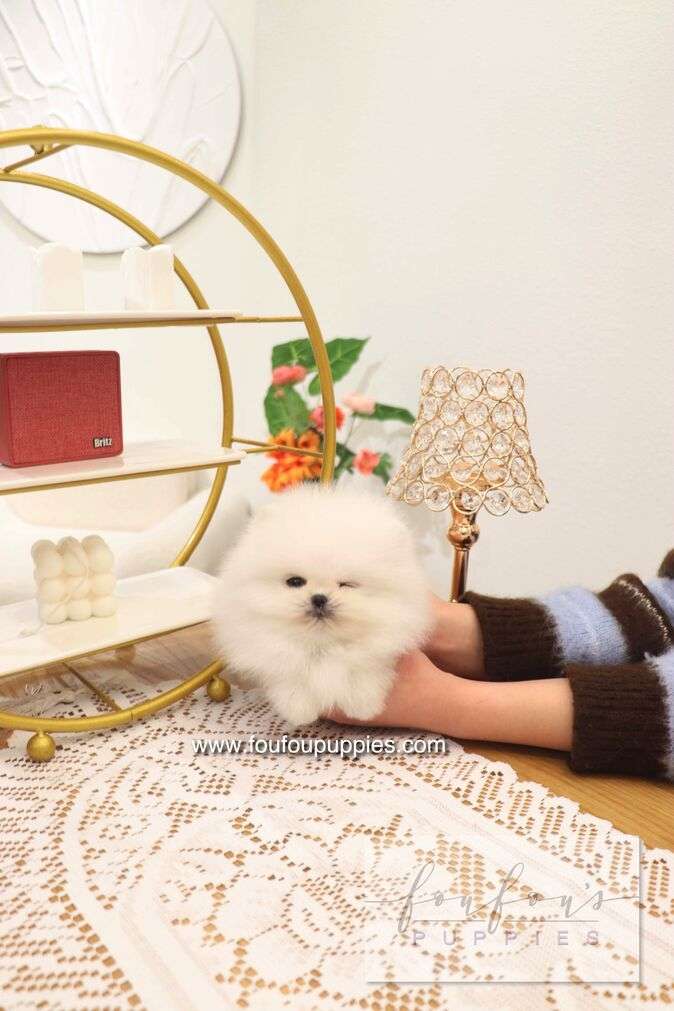 Benny - Pomeranian M.