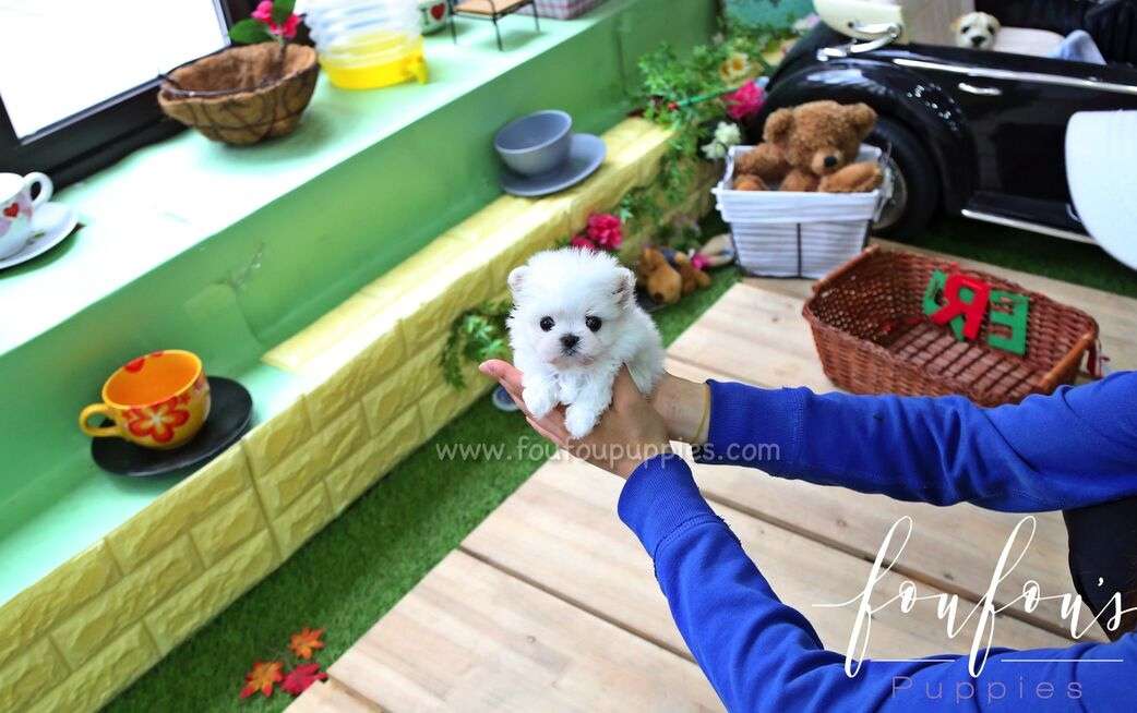 Berlin - Maltese M.