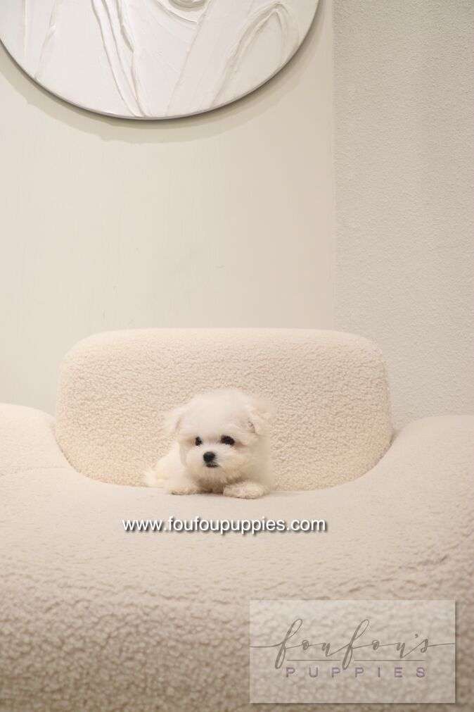 A small white puppy sits on a textured cream boucle chair in a minimalist room with a textured wall and a circular mirror. 