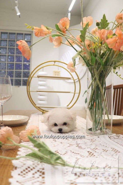 Bisou - Bichon Frisé F.