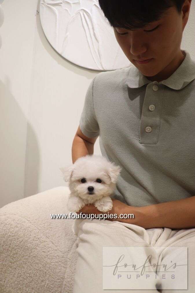 Bisou - Bichon Frisé F.