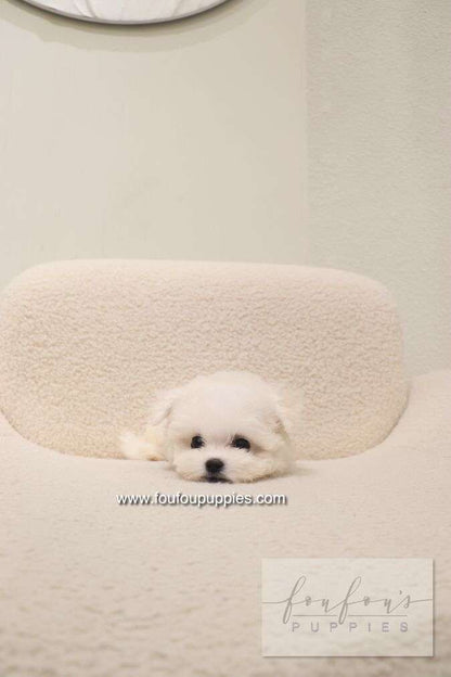 Bisou - Bichon Frisé F.