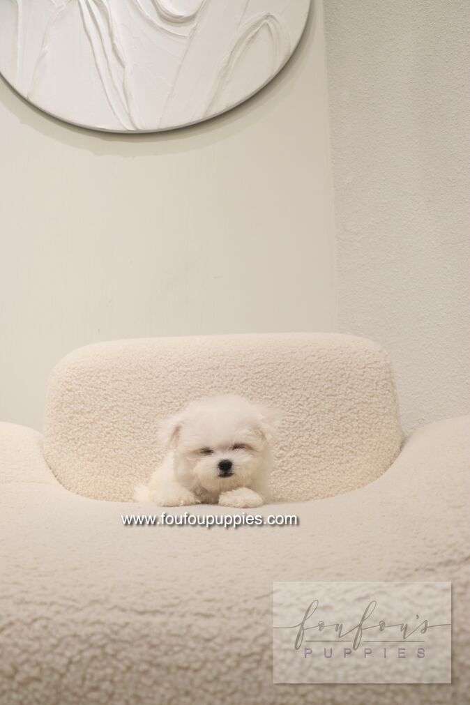 Bisou - Bichon Frisé F.