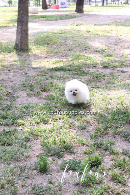 Bisou - Pomeranian F.