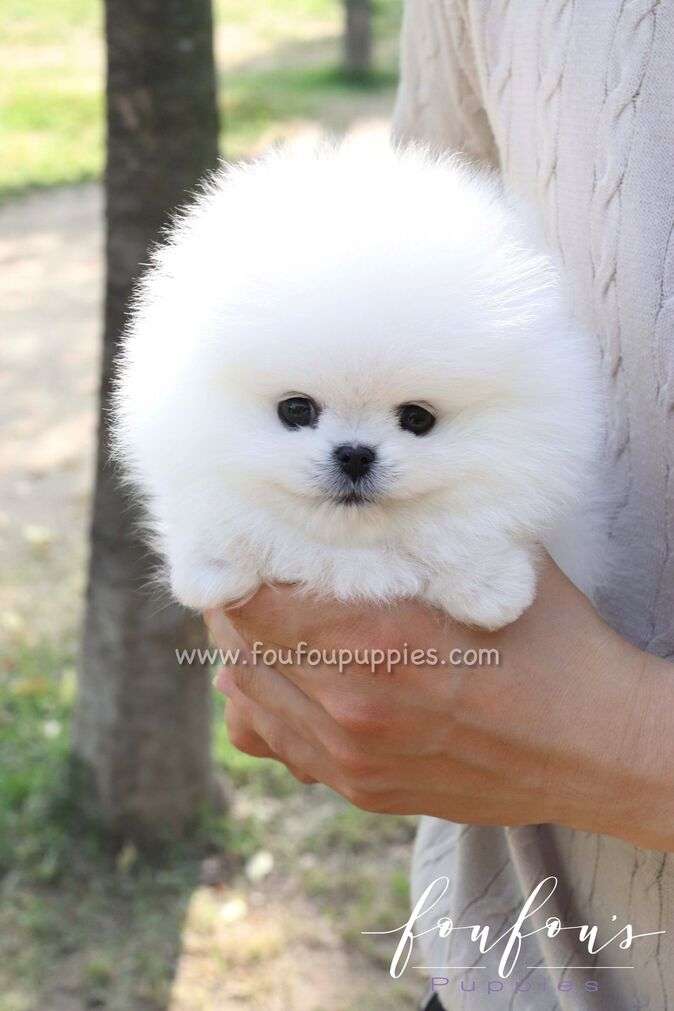 Bisou - Pomeranian F.