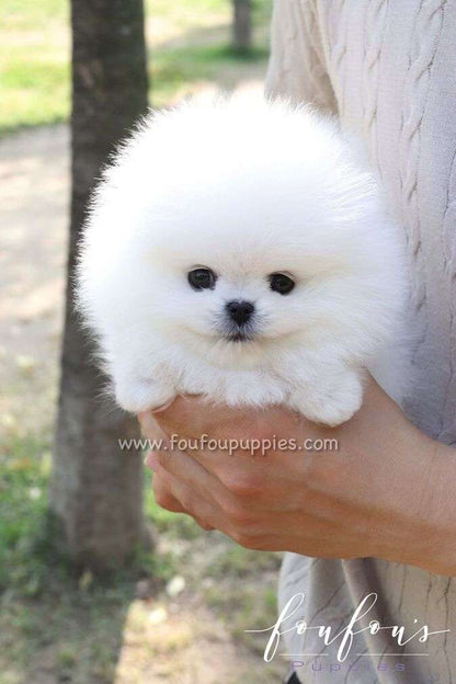 Bisou - Pomeranian F.