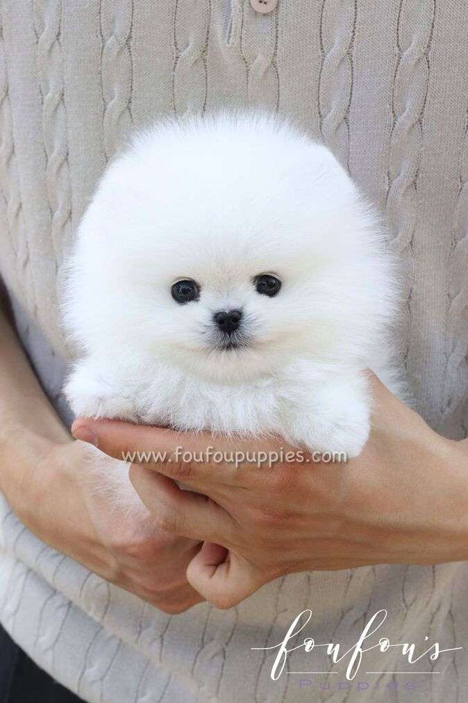 Bisou - Pomeranian F.