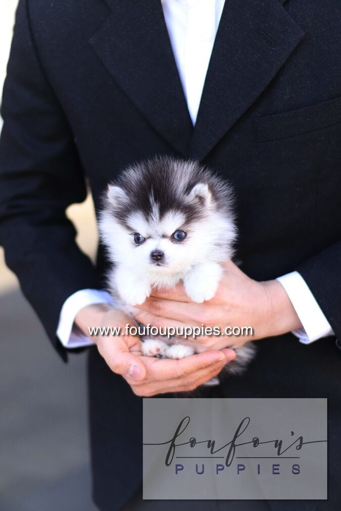 A small fluffy puppy with black, white, and gray fur is being held in the hands of a person wearing a black suit jacket and white dress shirt.