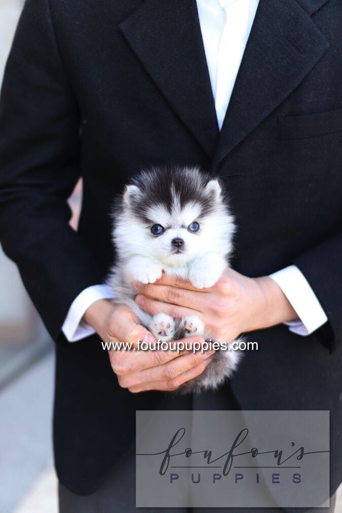 Bisou - Pomsky F.