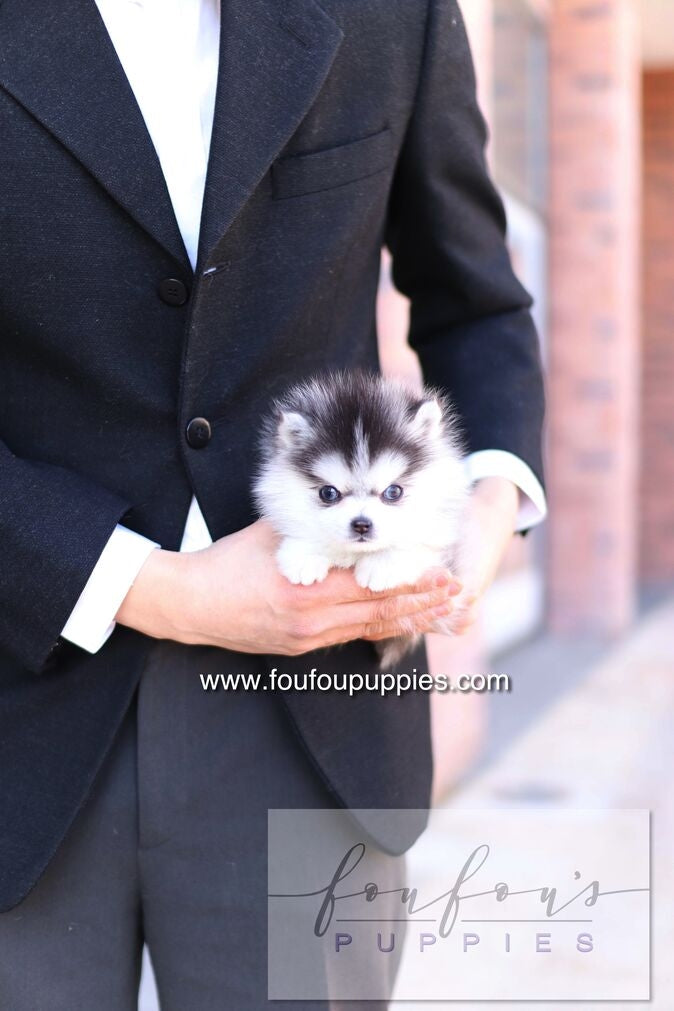Bisou - Pomsky F.