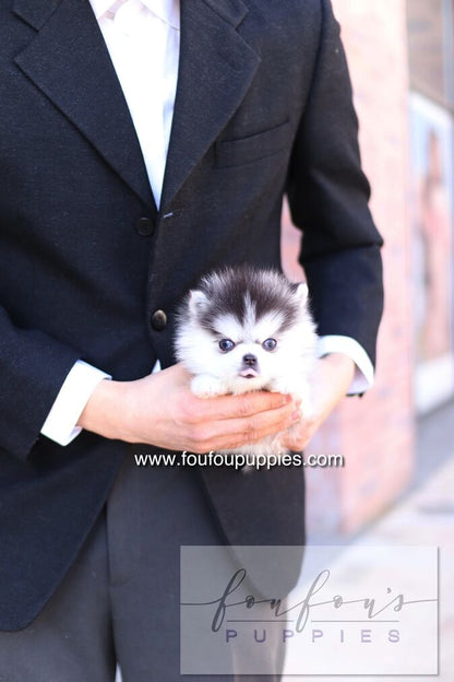 Bisou - Pomsky F.