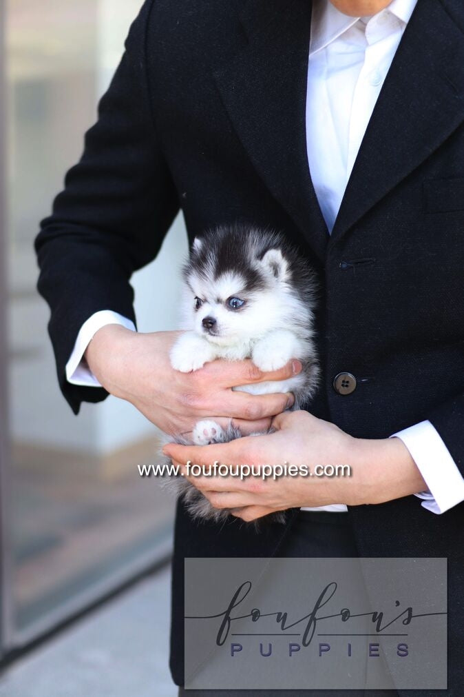 Bisou - Pomsky F.