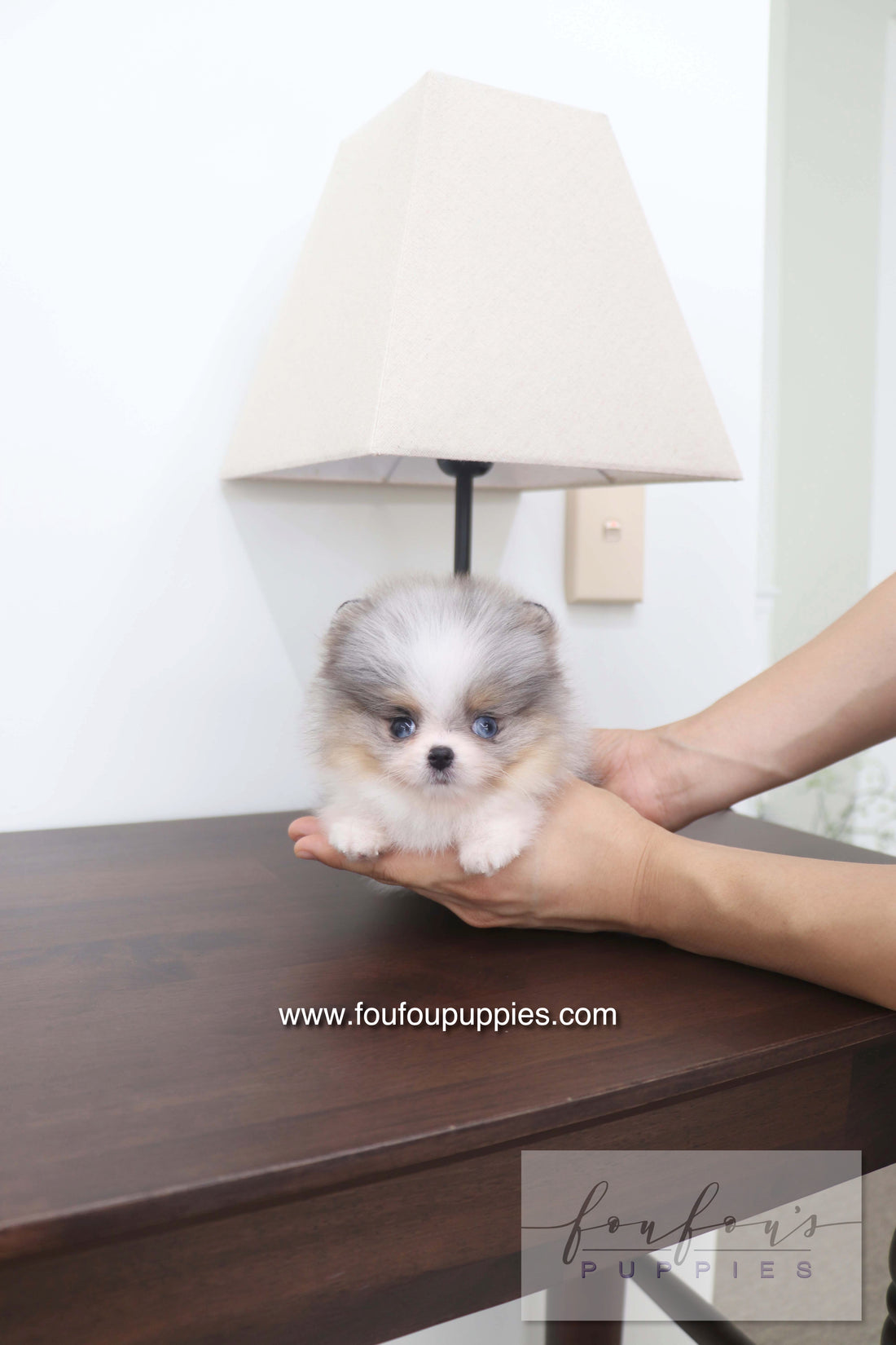 Sakura - Pomeranian F.