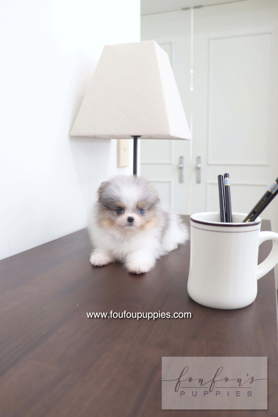 Sakura - Pomeranian F.