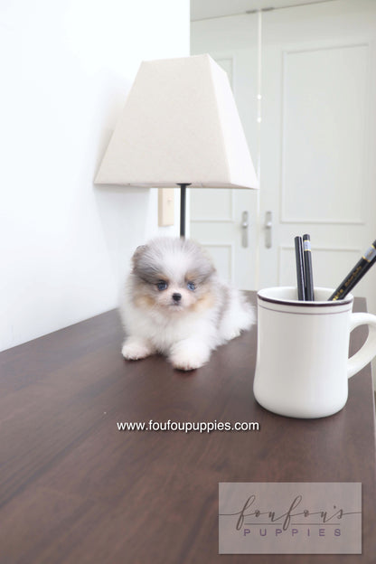 Sakura - Pomeranian F.