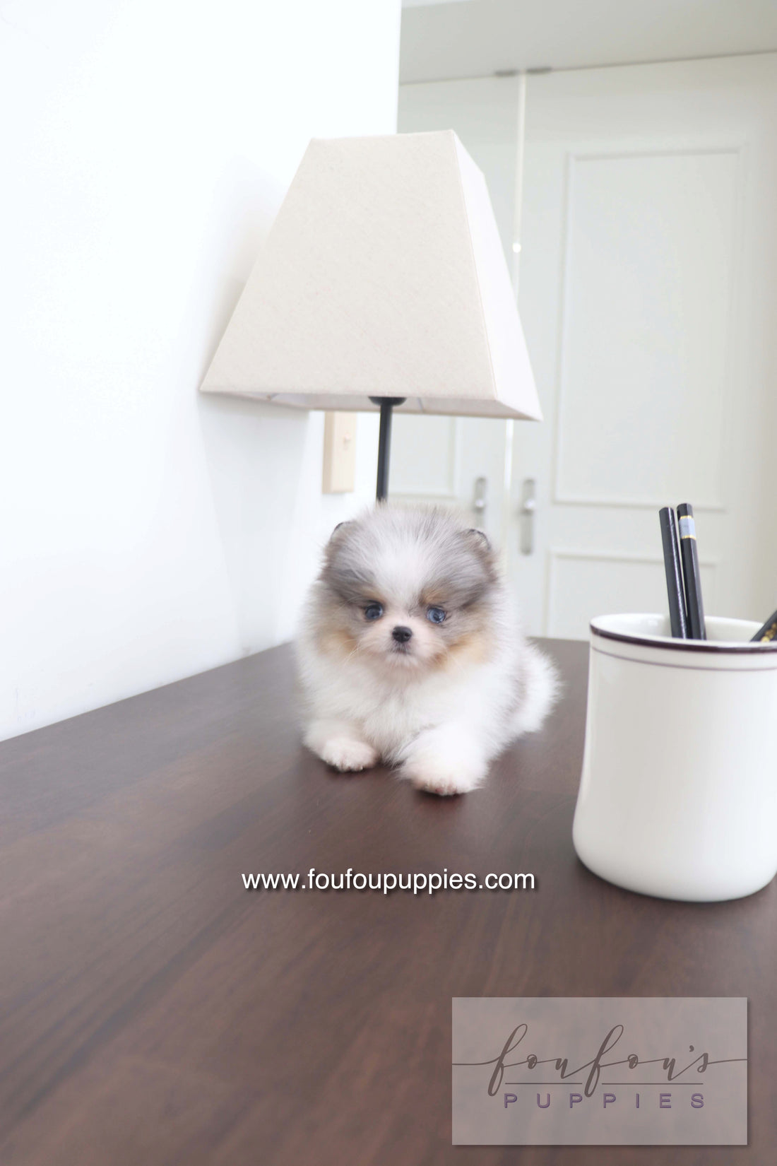 Sakura - Pomeranian F.