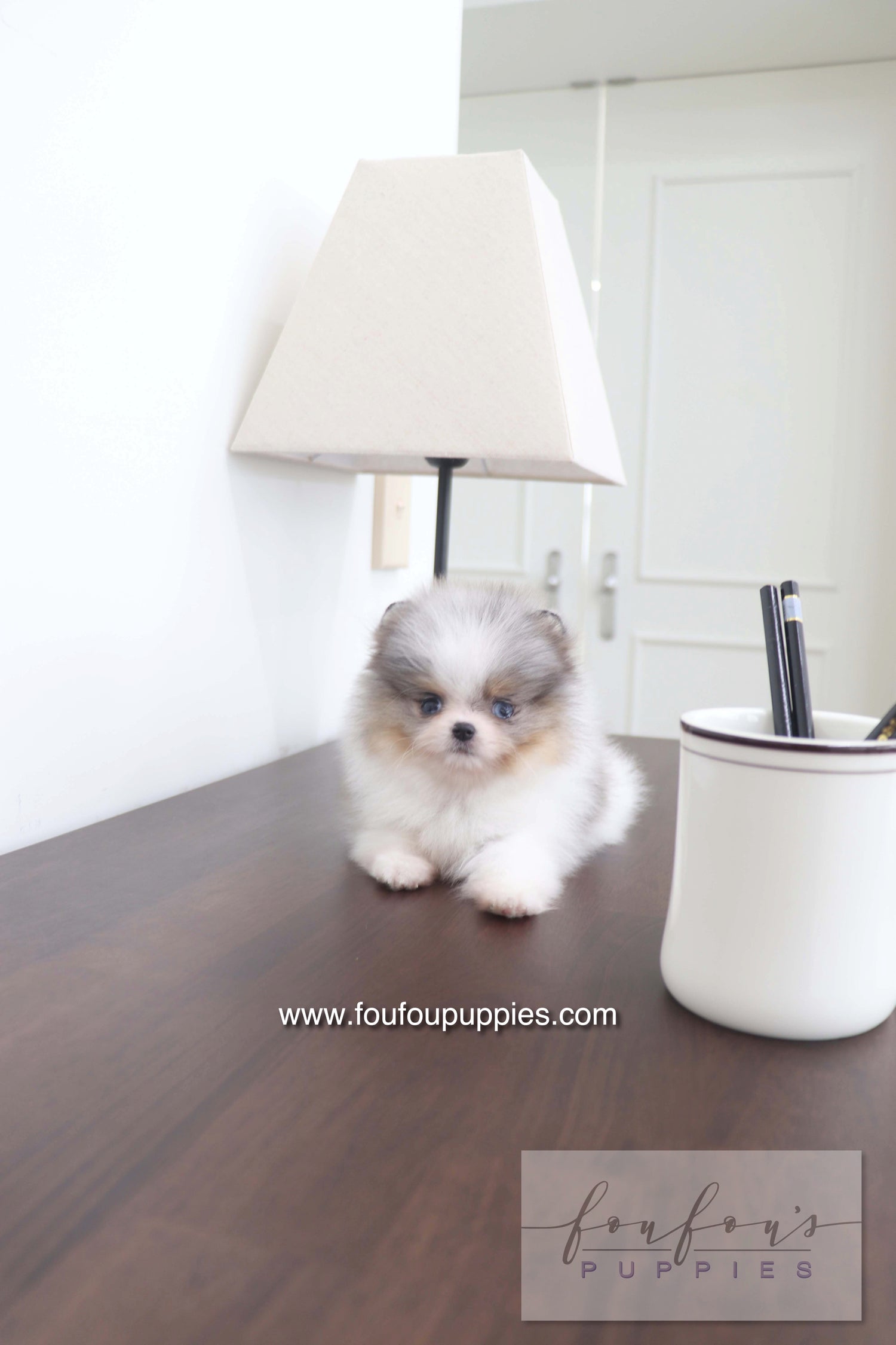 Sakura - Pomeranian F.