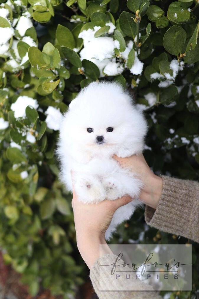 A fluffy white Pomeranian puppy being held in a person&