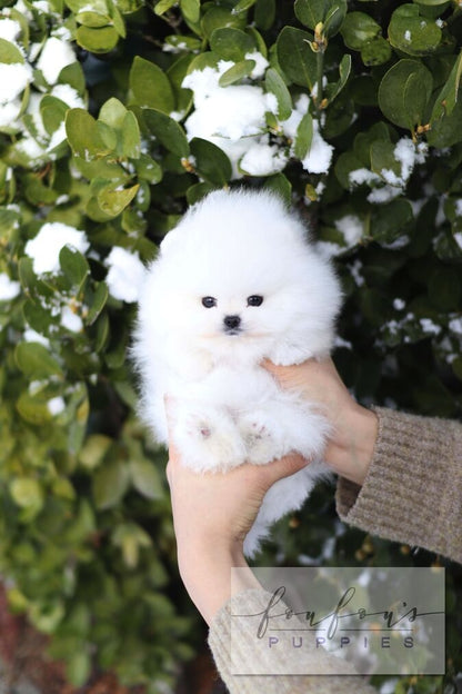 A fluffy white Pomeranian puppy being held in a person&