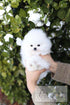 A fluffy white Pomeranian puppy being held in a person&