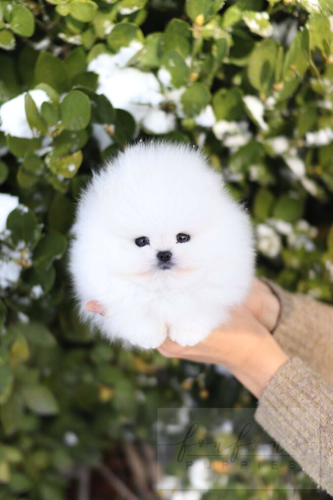 BooBear - Pomaranian M.