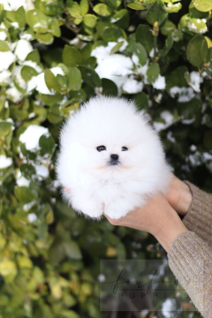 BooBear - Pomaranian M.