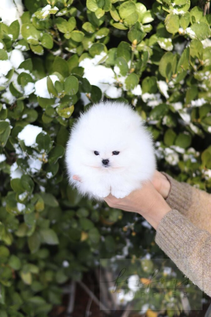 BooBear - Pomaranian M.