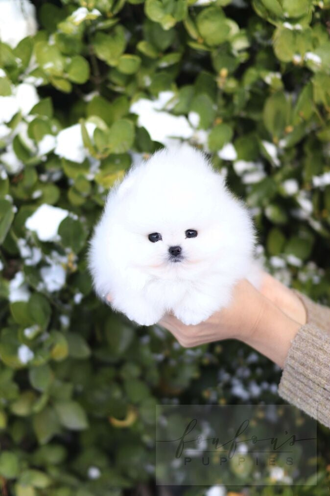BooBear - Pomaranian M.