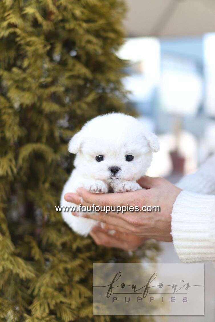 Button - Bichon Frisé M.